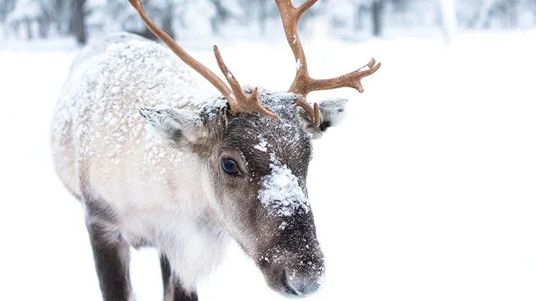 fascinating facts about reindeer