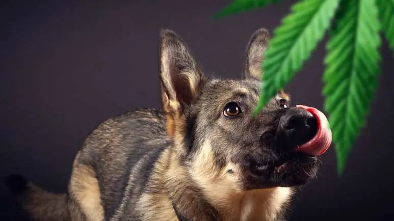 marijuana poisoning dogs