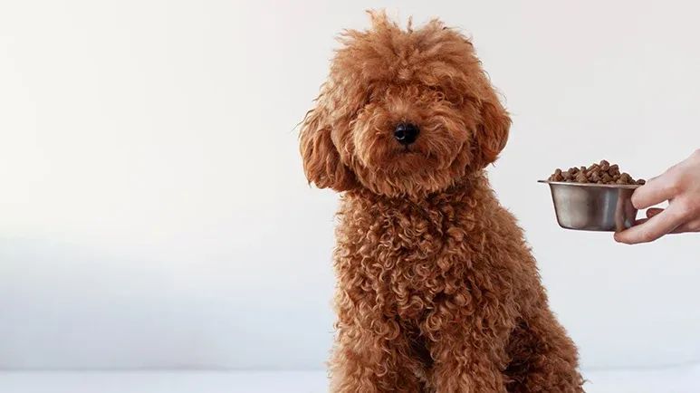 mycotoxins in dog food