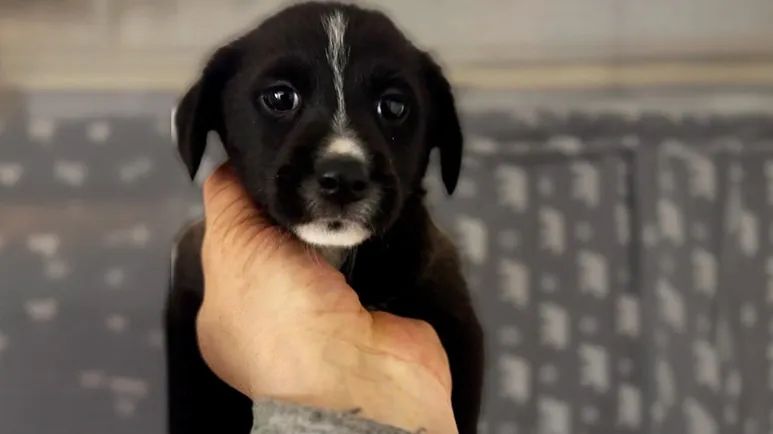 puppy abandoned in yard is loved by everyone