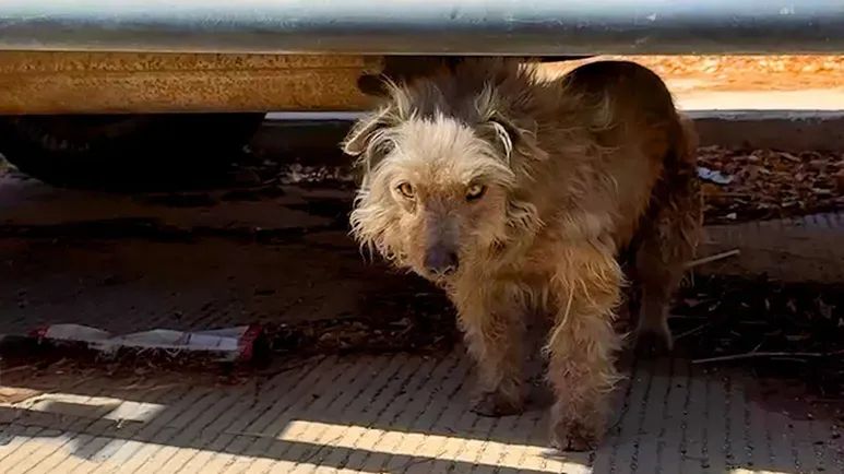 scared street dog finally found his joy
