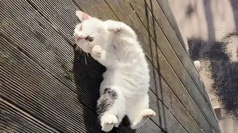 stray cat finds his perfect family abroad