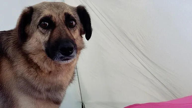 stray dog follows woman for miles and finds home