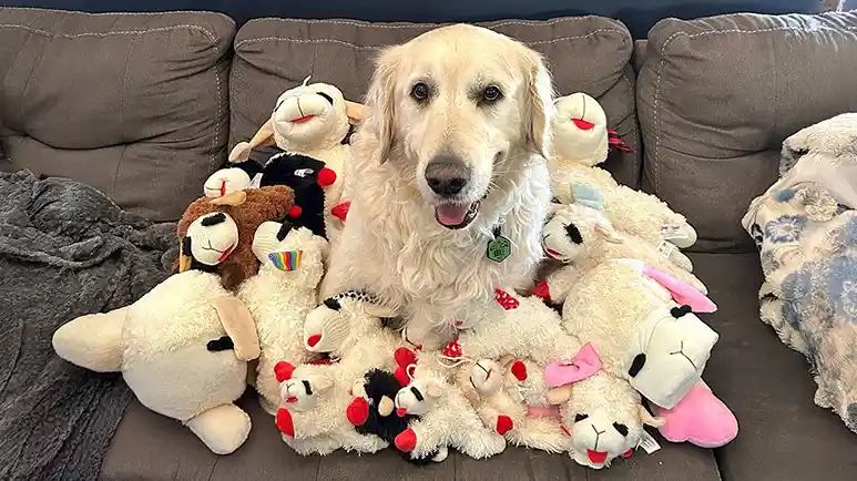 terrified senior dog finds comfort in a toy lamb