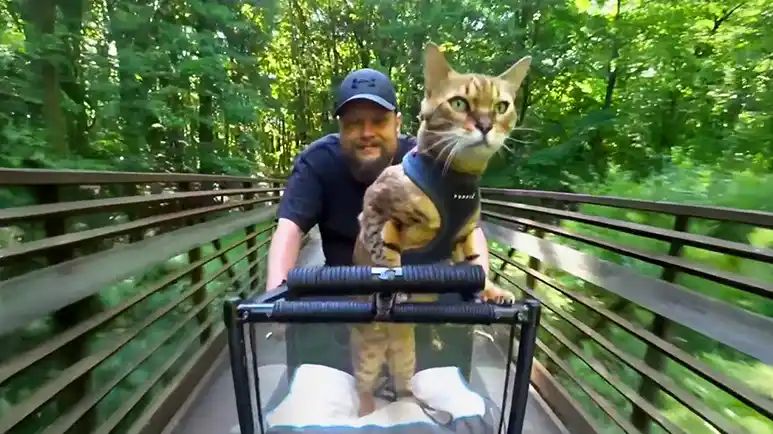 the cat who refuses to travel any way but by bike