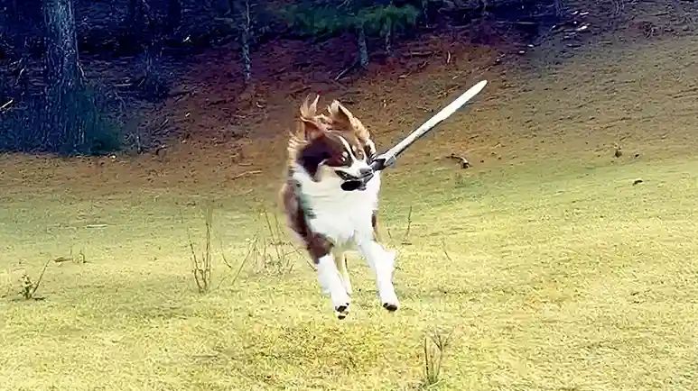 the fierce warrior dog whos actually a giant baby