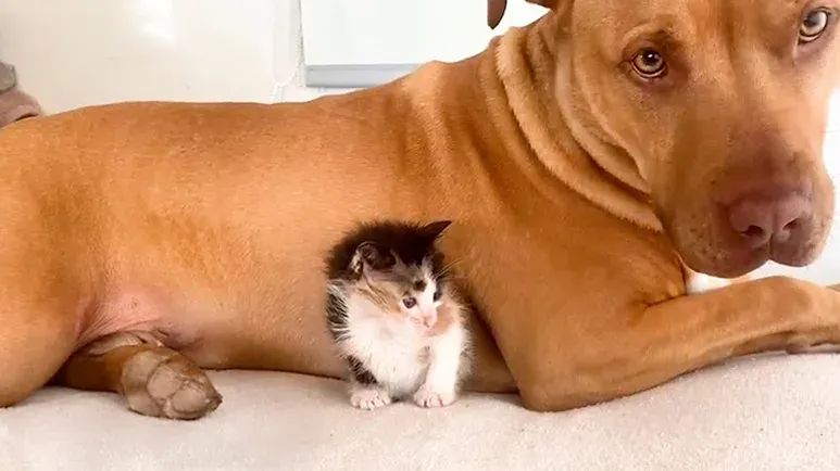 the pittie who became uncle to 30 kittens