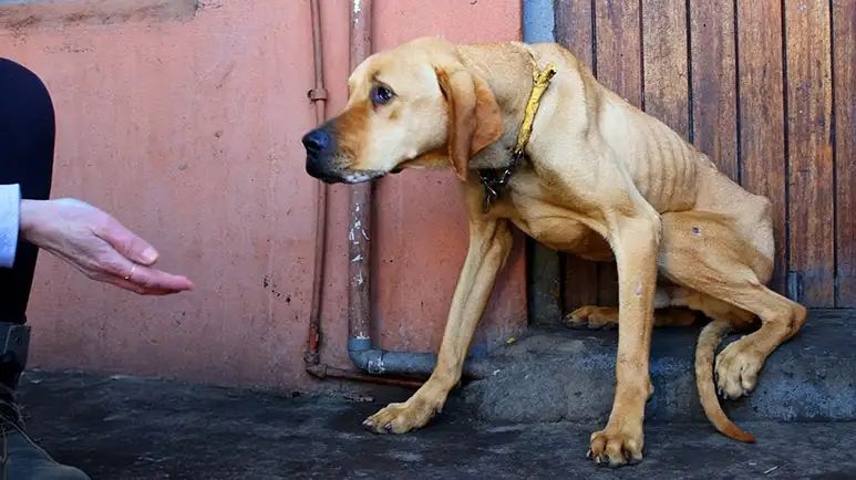 the starving dog on a chain who became a giant goofball