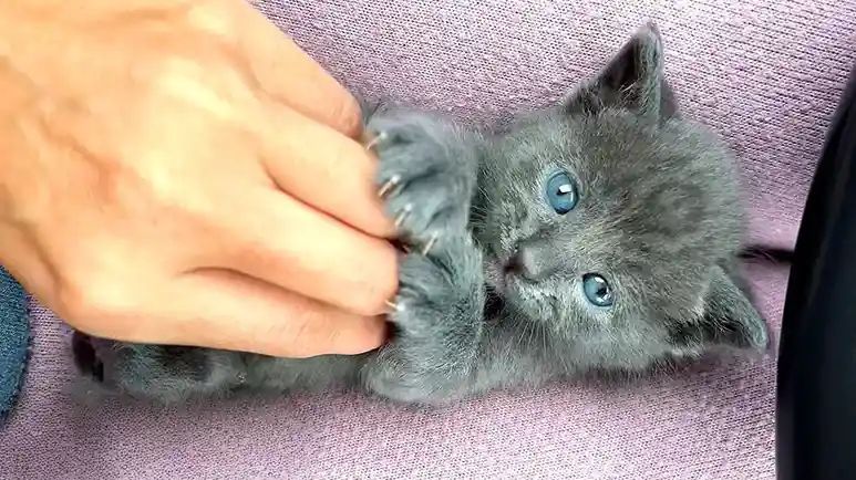 tiny tripod kitten becomes a speed racer