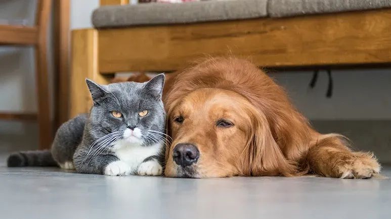 10 do not ignore dog cat symptoms