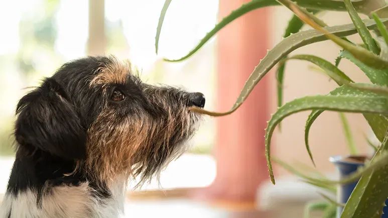 aloe vera for itchy pet skin