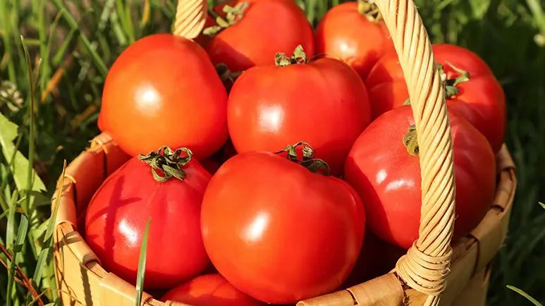 are tomatoes good for pets