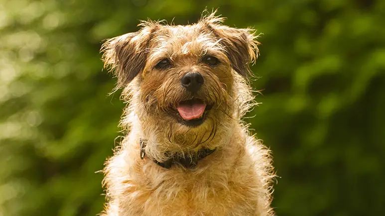 border terrier