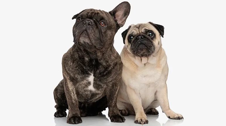 brachycephalic breeds head shape