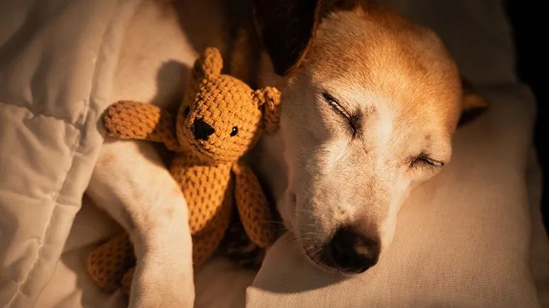 can dogs have nightmares and bad dreams