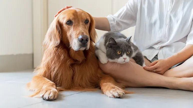 caring for recumbent pet