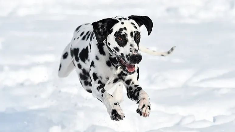 dalmatians
