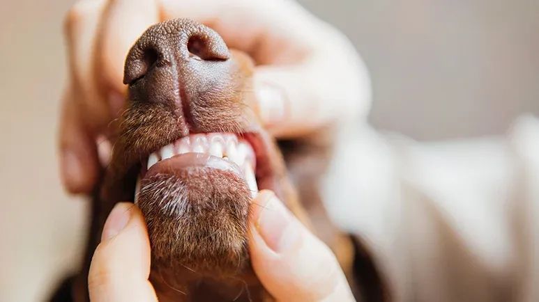 dog subgingival hair