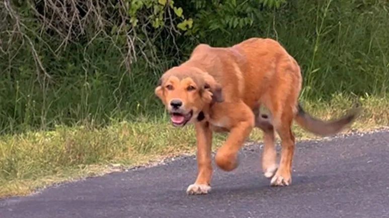 dumped puppy comes running when she hears a voice