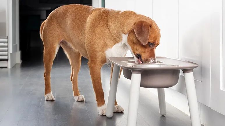 elevated dog bowls