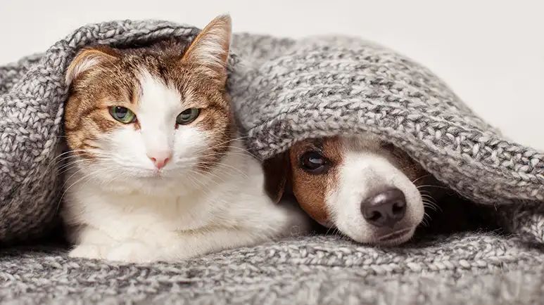 esensitization counterconditioning pets