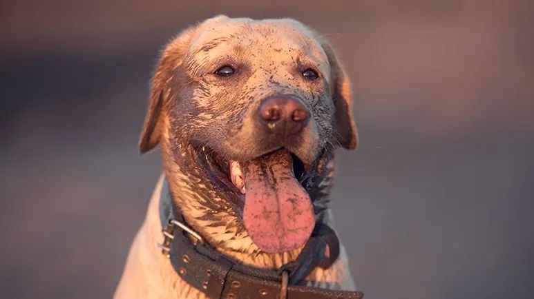 healing clay benefits dogs