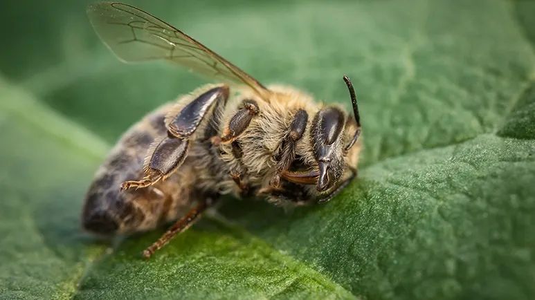 honeybee decline