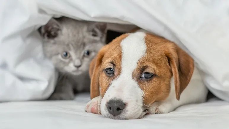iron deficiency anemia in pets