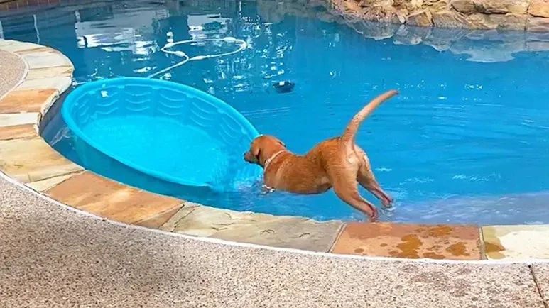 lab tries turning her kiddie pool into a boat