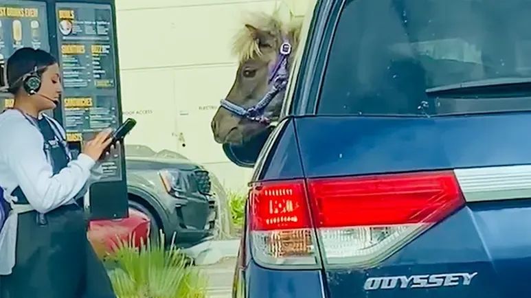 mini horse visits drive thru with mom