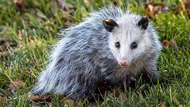 opossums snakebite antidote
