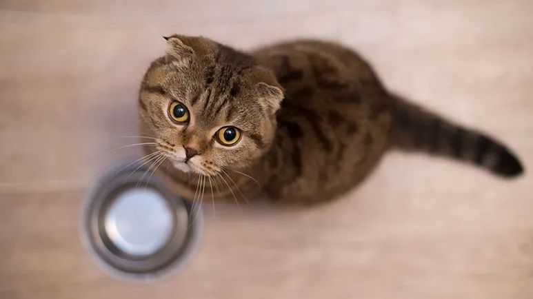 superfoods exercise tips for cats