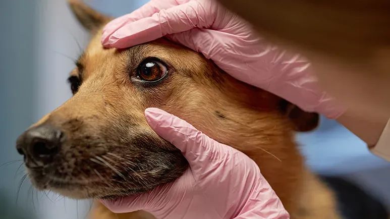 types of eye discharge in dogs