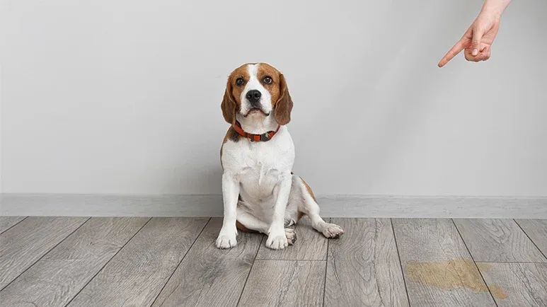 urinary incontinence in dogs