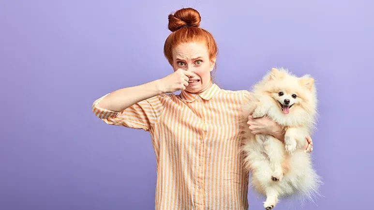 why do dogs stink