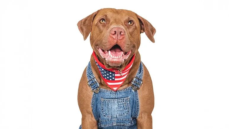 11 american dog breeds