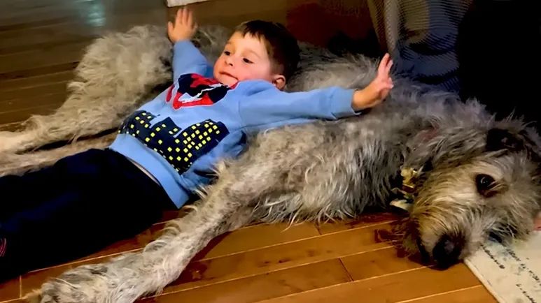 140 pound wolfhound thinks hes a lap dog