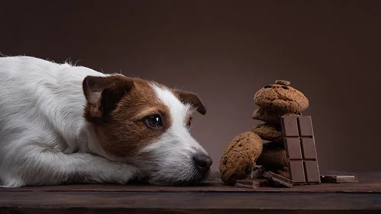 chocolate toxicity in dogs
