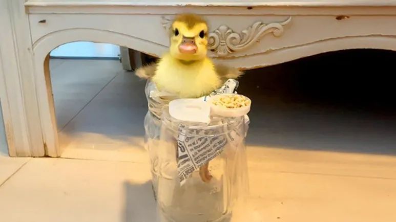 disabled duck learns to walk