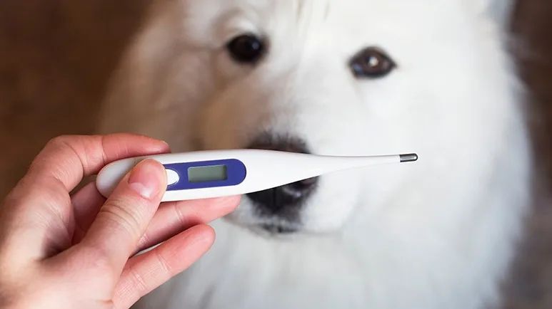 dog fever symptoms and treatment