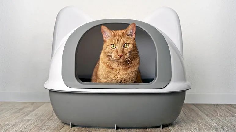 feline lower urinary tract disease litter box signs