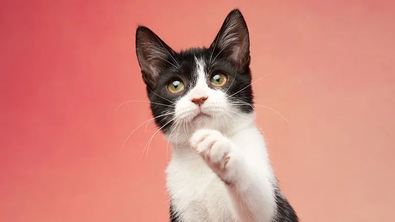 feline vestibular disease