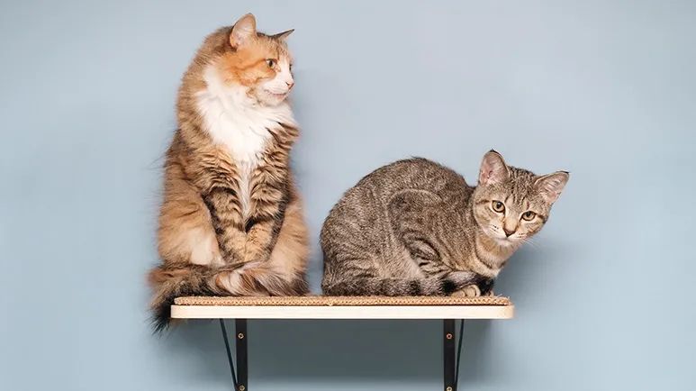 forming multi cat household