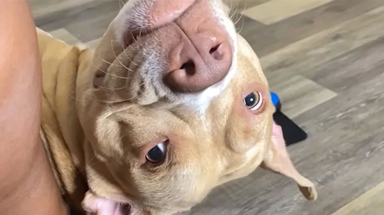 grandma babysits this pittie and sees his other personality