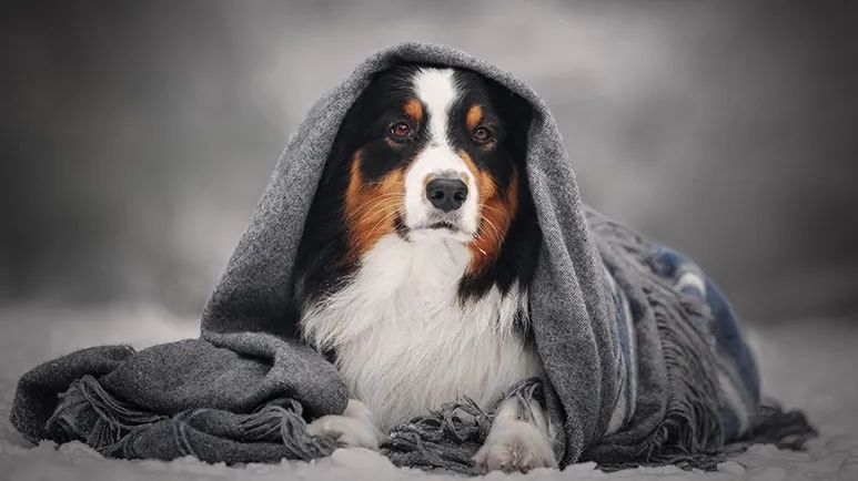 how cold is too cold for dogs