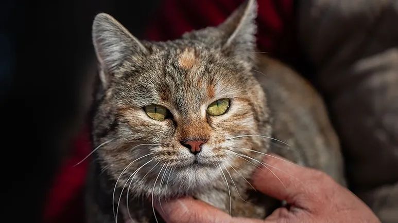 how to provide quality life for aging cat