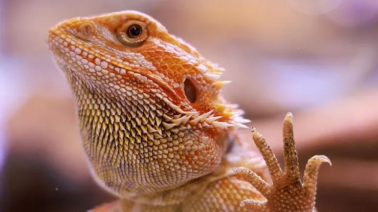 inclusion body disease reptiles