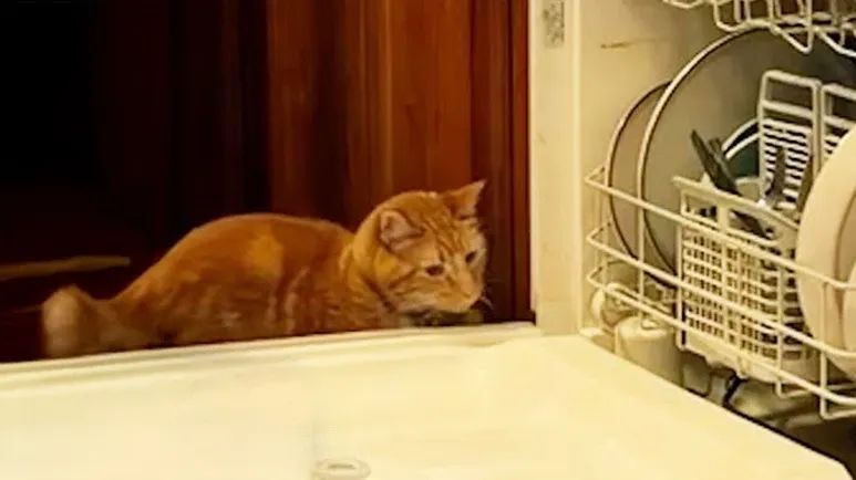 orange cat wont stop breaking into the dishwasher