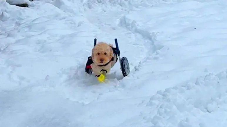 paralyzed dogs spark comes back the moment he gets his wheelchair