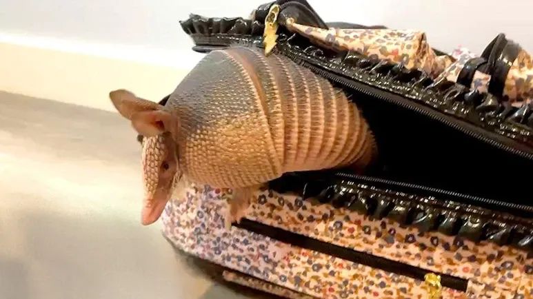 rescue armadillo allen is obsessed with napping in suitcases